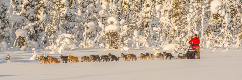Husky-Tour-im-Winter-in-Lappland-mit-Nordic