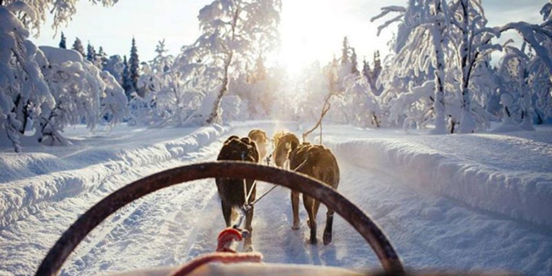 Een tocht met de hondenslee tijdens een winterreis naar Lapland