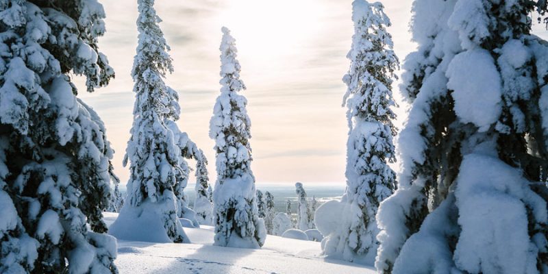 Landschap Finland in de winter, besneeuwde bomen in Finland in de winter