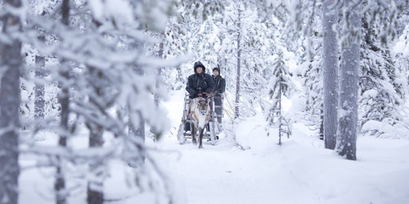 Rentier Exkursion in Finnisch-Lappland