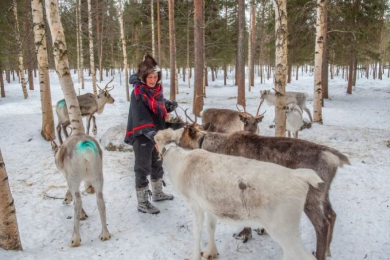 Rentiere führen Lappland im Winter entdecken mit Nordic ©Northworks Mikael Thornqvist