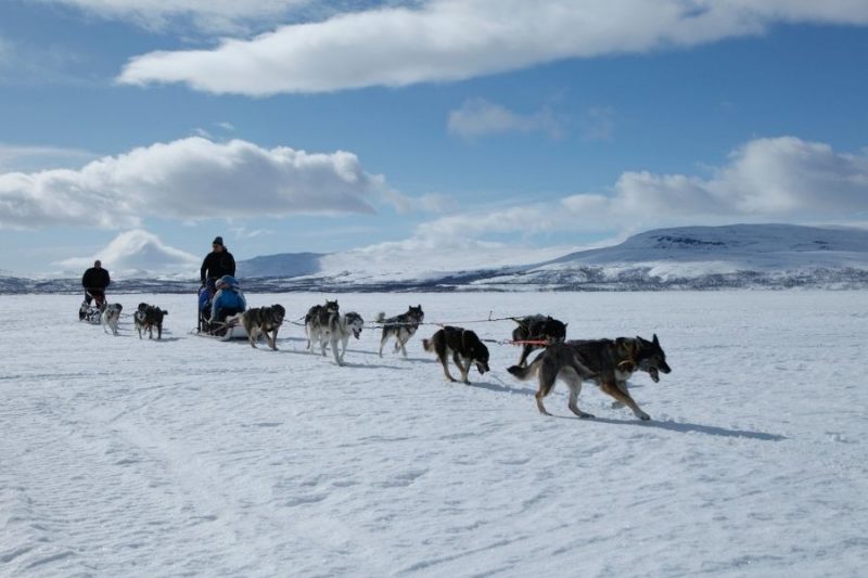 Husky Tour in Lappland im Winter mit Nordic