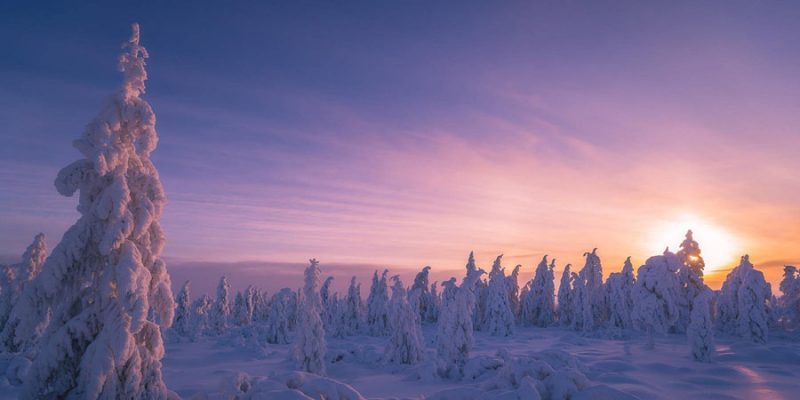 Schneebedeckte Tannenbäume bei Sonnenuntergang in Lappland