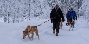 Mit Huskys wandern im winterlichen Lappland mit Nordic Henk Dujardin