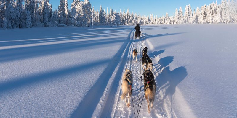 Mit dem Huskyschlitten unterwegs in Lappland mit Nordic Henk Dujardin