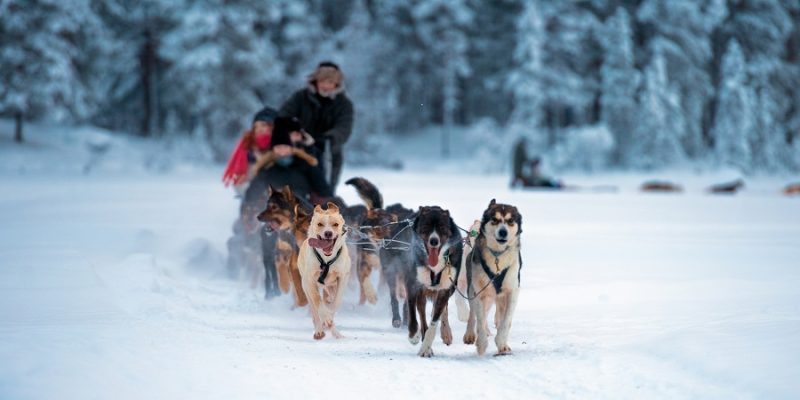 Husky-Tour-mit-Nordic-in-Lapland-im-Winter