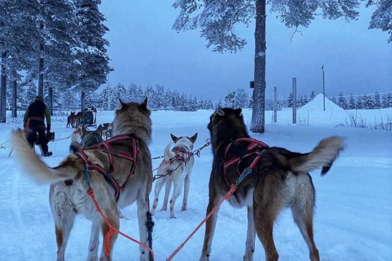 Enthusiastische-Huskys-stehen-bereit-fuer-eine-Tour-in-Finnisch-Lappland-©Ingrid-de-Jager