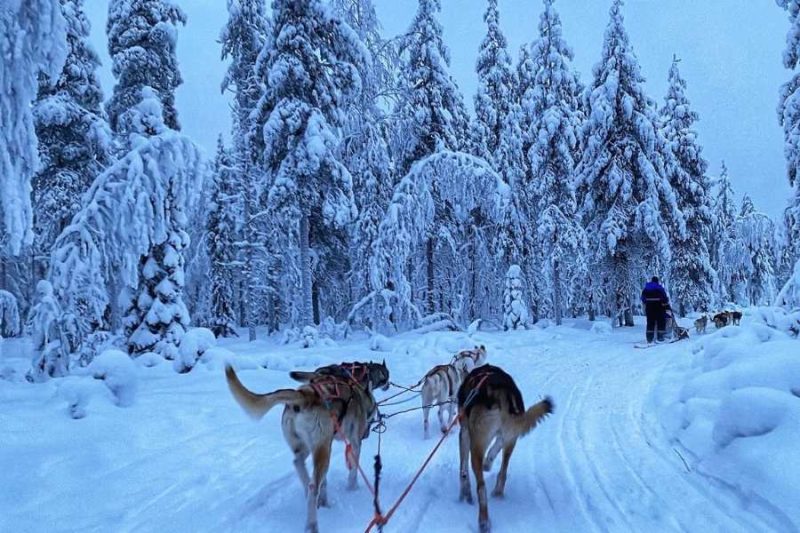 Huskys-ziehen.einen-Schlitten-in-den-beschneiten-Waeldern-in-Finnisch-Lappland-©Ingrid-de-Jager