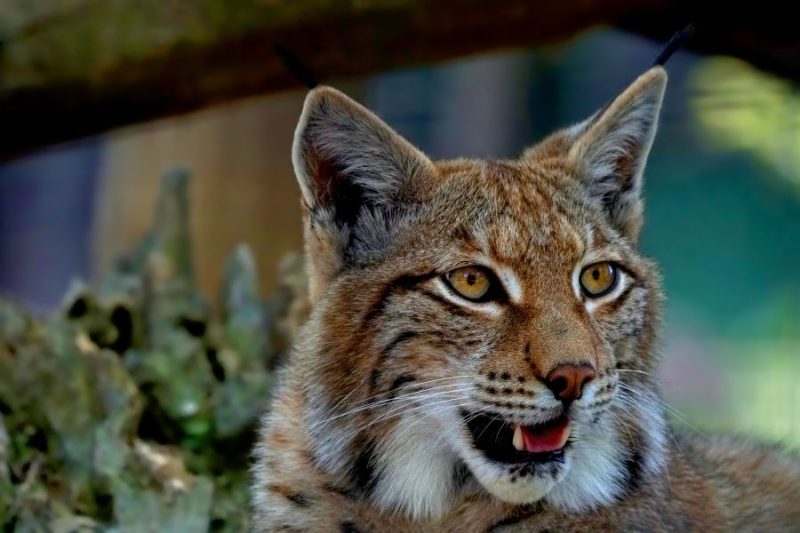 Lynx-in-Norwegens-Nationalparks-entdecken-Reisen-mit-Nordic