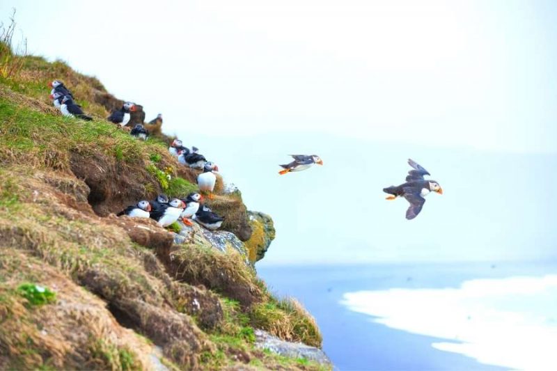 Papageientaucher-fliegen-von-Fels--in-Island-Reisen-mit-Nordic-Skandinavien-Spezialist