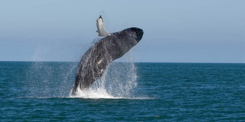 Sommeraktivitaeten-Wale-beobachten-in-Island-Urlaub-mit-Nordic-Skandinavien-Spezialist