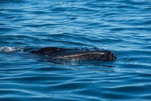 Wale-beobachten-nach-Island-mit-Nordic-©Benny-Petak