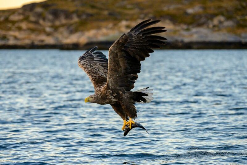 Seeadler-und-andere-Vogelarten-in-Norwegen-mit-Nordic-dem-Skandinavien-Spezialisten-entdecken